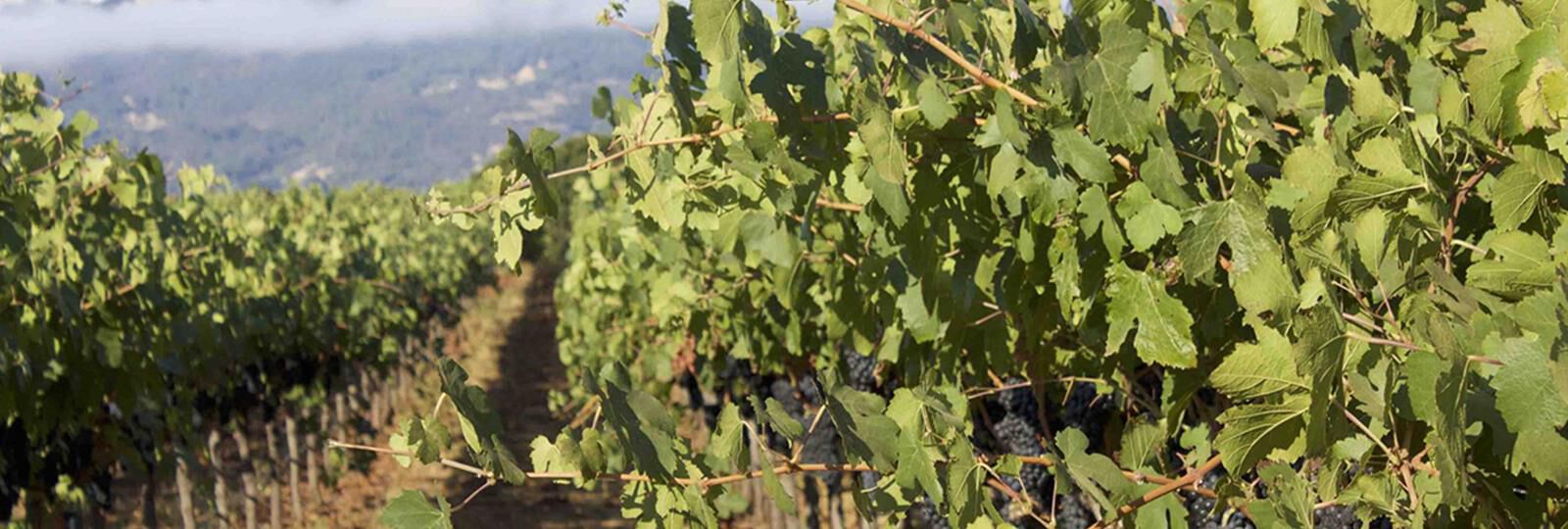 COMPARING CABERNET SAUVIGNON - NAPA VALLEY VS SONOMA VALLEY